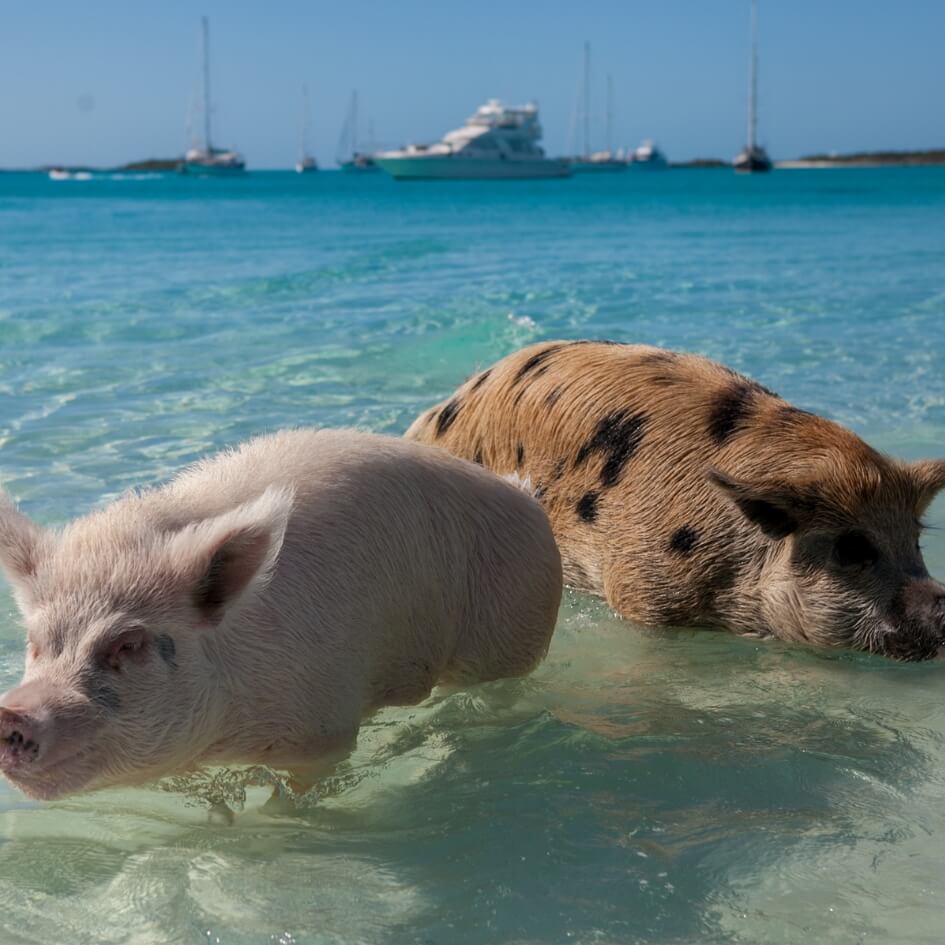 Bahamas Pigs Beach