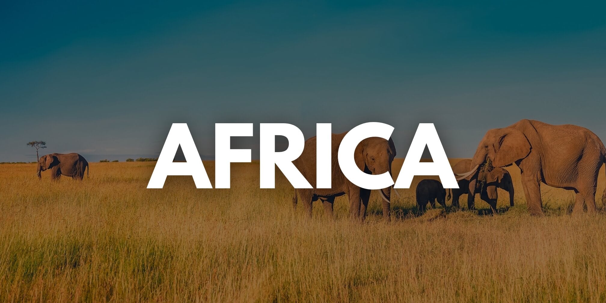 Travel Agency to Africa